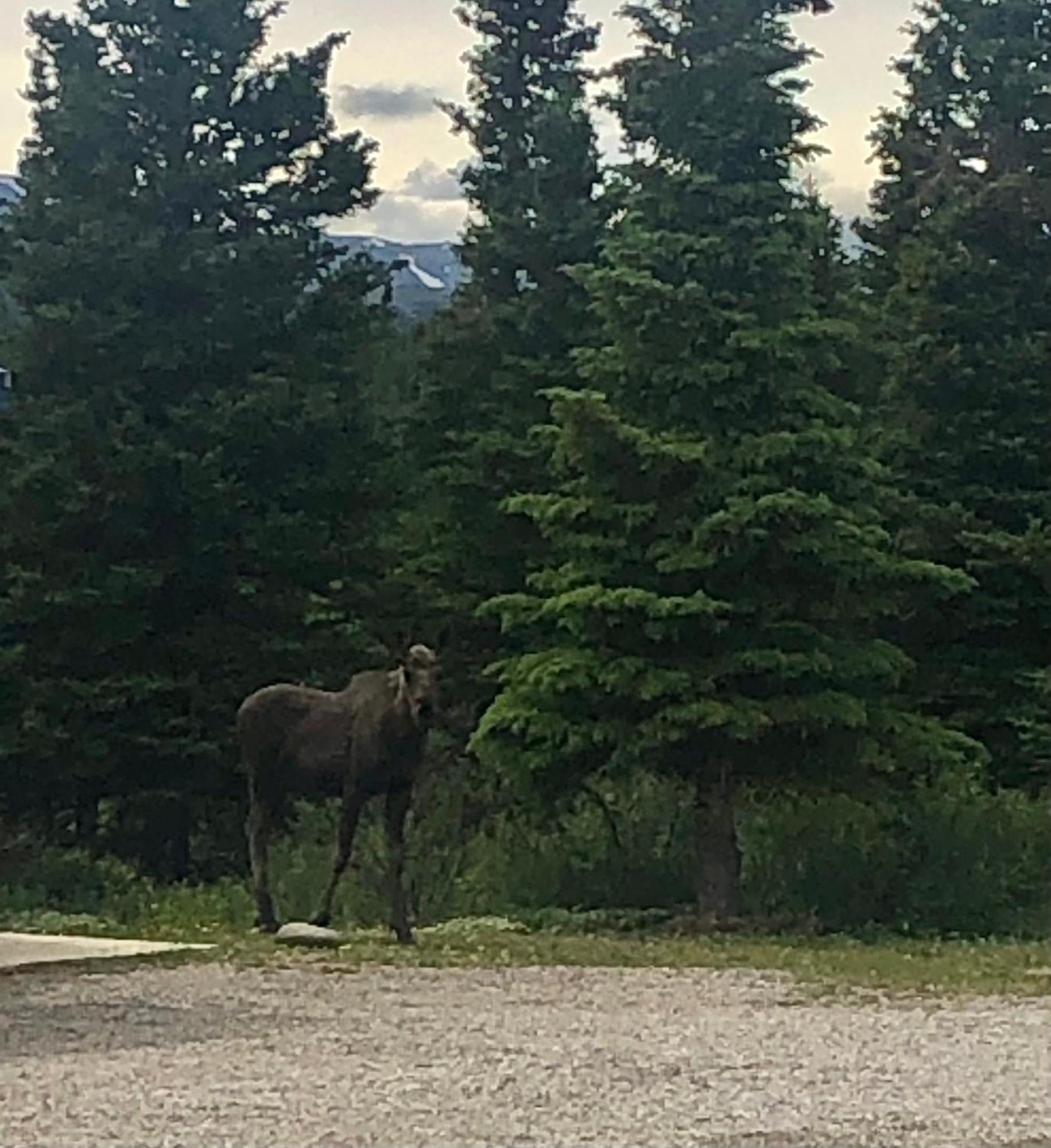 Denali Park Hotel Хили Экстерьер фото