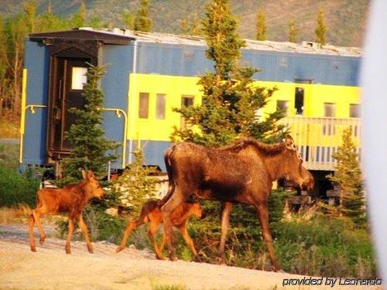 Denali Park Hotel Хили Экстерьер фото